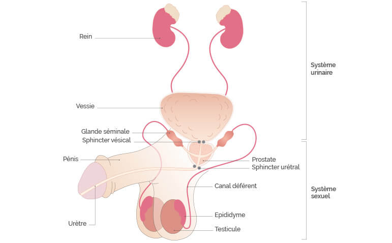 Gyomorfájás az erekció során Hogyan lehet gyógyítani az erekciót