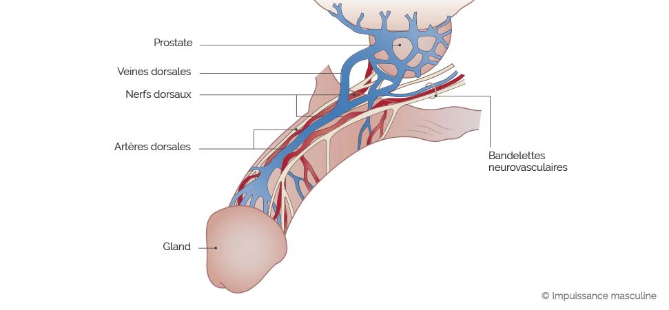 Schéma des reseaux vasculaires et nerveux superficiels