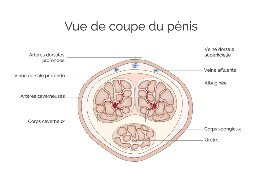 Vue de coupe du pénis sur Impuissance-Masculine.fr